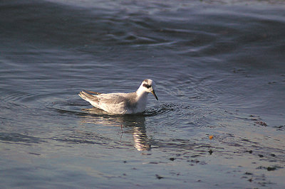 GREY PHALAROPE . EXMOUTH . DEVON . 21 . 9 . 2011