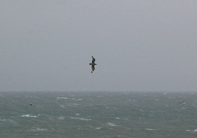 GREAT SKUA . HOPE`S NOSE . DEVON . ENGLAND . 3 . 10 . 2010