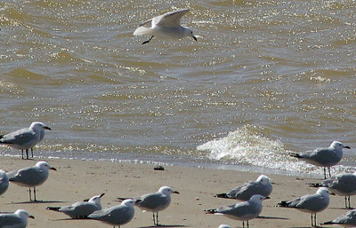 . AUDOUIN`S GULLS . THE OUED MASSA RESERVE . MOROCCO . 9 . 3 . 2010