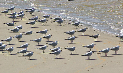 AUDOUIN`S GULL . THE OUED MASSA RESERVE . MOROCCO . 9 . 3 . 2010