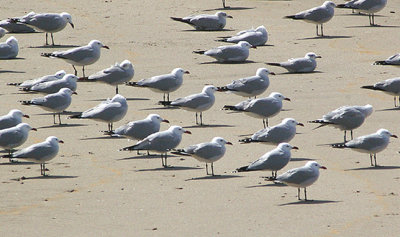 AUDOUIN`S GULL . THE OUED MASSA RESERVE . MOROCCO . 9 . 3 . 2010