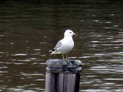 RING BILLED GULL , THE STATUE OF LIBERTY , NEW YORK , USA . 25 , 3 , 2004