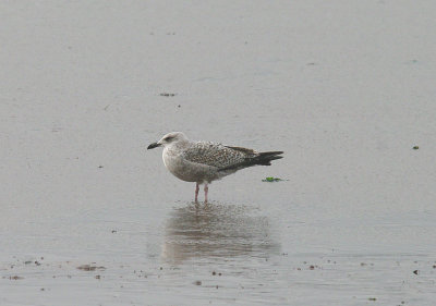 GREAT BLACK BACKED GULL ( 1st Winter ) . THE EXE ESTUARY . DEVON . 18 . 10 . 2013