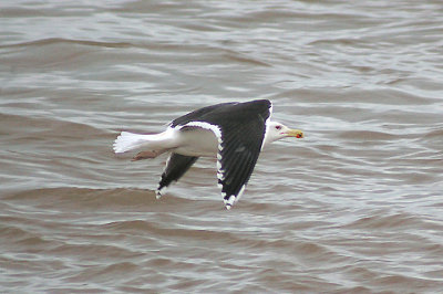 GREAT BLACK BACKED GULL . EXMOUTH DOCKS . DEVON . 20 . 12 . 2012