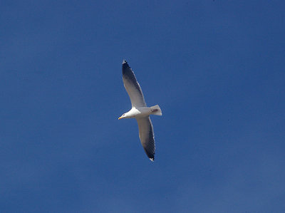 KELP GULL . THE KHNIFISS LAGOON . WESTERN SAHARA  . 8 / 3 / 2010