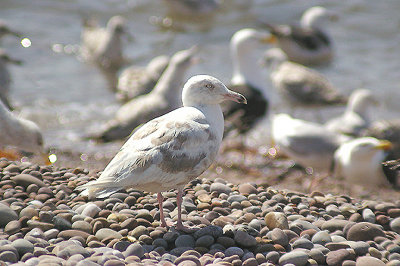 GLAUCOUS GULL . BUDLEIGH SALTERTON BEACH . DEVON . 11 . 7 . 11