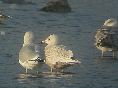 ICELAND GULL . THE AXE ESTUARY . DEVON . ENGLAND . 6 . 1 . 2007