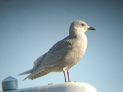 ICELAND GULL . MINEHEAD . SOMERSET . ENGLAND . 13 . 2 . 2008