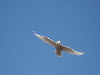 ICELAND GULL , MINEHEAD , SOMERSET , ENGLAND . 13 , 2 , 2008