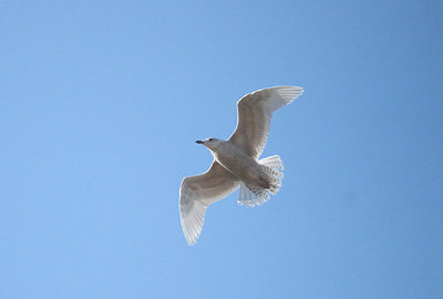  ICELAND GULL . MINEHEAD . SOMERSET . ENGLAND . 13 . 2 . 2008