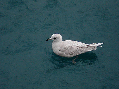 ICELAND GULL . NEWLYN . CORNWALL . ENGLAND . 4 . 2 . 2009