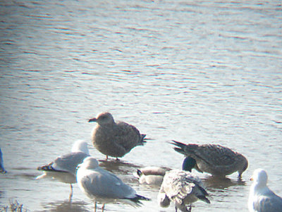 AMERICAN HERRING GULL . THE OTTER ESTUARY . DEVON . 20 . 2 . 2009 ..JPG