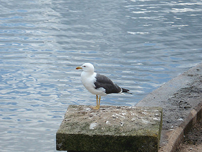 ( E ) . LESSER BLACK BACKED GULL . CHEW VALLEY LAKE . SOMERSET . ENGLAND . 16 . 6 . 2008