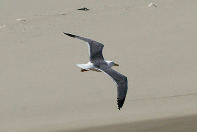  LESSER BLACK BACKED GULL . THE OUED MASSA RESERVE . MOROCCO . 9 / 3 / 2010