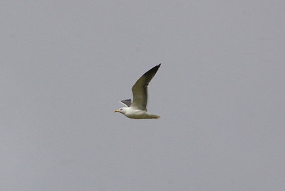 LESSER BLACK BACKED GULL . BOWLING GREEN MARSH . TOPSHAM . DEVON . ENGLAND . 10 . 3 . 2011