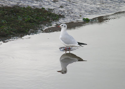 BLACK HEADED GULL . TURF LOCKS . DEVON . 17 . 10 . 2013