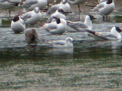 BONAPARTE`S GULL .BGM . TOPSHAM . DEVON . 9,6,04