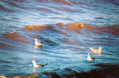  BONAPARTES GULL . THE SALTON SEA . CALIFORNIA . USA . 22 . 11 . 2004