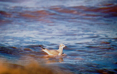  BONAPARES GULL , THE SALTON SEA , CALIFORNIA , USA . 22 , 11 , 2004