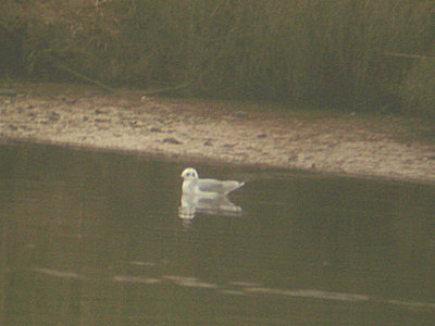  BONAPARTE`S GULL , THE OTTER ESTUARY , DEVON , 1 , 2 , 2007