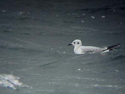  BONAPARTE`S GULL . CHEDDAR RESERVOIR . SOMERSET . 23 . 3 . 2008