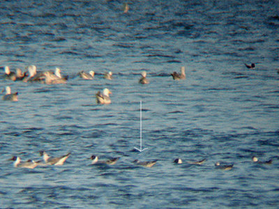  BONAPARTS GULL . THE CLYST ESTUARY . DEVON . 20 . 5 . 2008