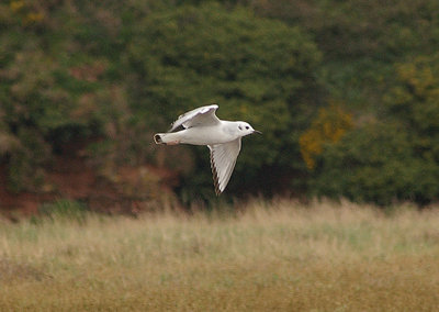 BONAPARTE`S GULL , THE OTTER ESTUARY , DEVON , 14 , 4 , 2011