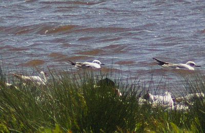 BONAPARTE`S GULL . BOWLING GREEN MARSH . TOPSHAM . DEVON . 8 . 5 . 2011