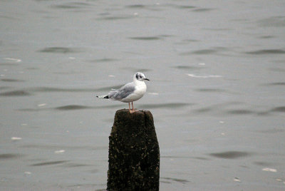 BONAPARTE`S GULL . TEIGNMOUTH . DEVON . 25 . 9 . 2013