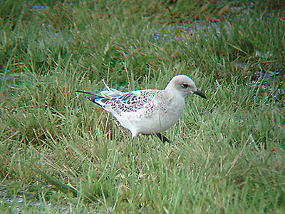 MEDITERRANEAN GULL ( Juvenile ) . CLYST ST MARY . DEVON . 17 . 7 . 2007