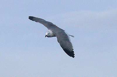  LAUGHING GULL . BRIXHAM . DEVON . 27 . 11 . 2005