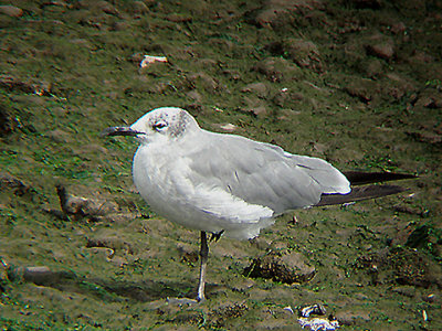 LAUGHING GULL . THE RIVER EXE . COUNTESS WEAR . EXETER . DEVON . 10 . 9 . 2007