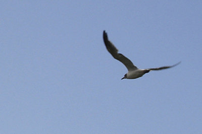  FRANKLIN`S GULL , THE SKIRN , NORTHAM BURROWS , DEVON , 1 . 4 . 2006