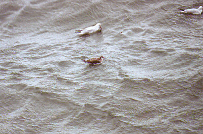 Sabine`s Gull . Hope`s Nose . Devon . 30 / 9 / 2002