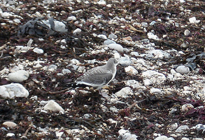 SABINE`S GULL . LYME REGIS . DORSET . 8 . 9 . 2008