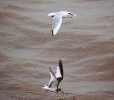 SABINES GULL . HOPES NOSE . DEVON . 30 / 9 / 2002