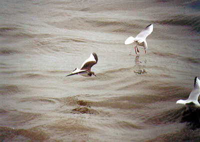 Sabine`s Gull . Hope`s Nose . Devon . 30 . 9 . 2002