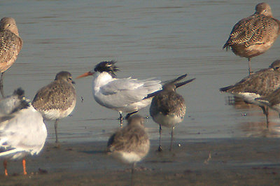 ELEGANT TERN , HE TIJUANA SLOUGH , CALIFORNIA , USA . 18 , 11 , 2004