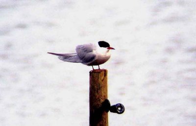 COMMON TERN . BOWLING GREEN MARSH . TOPSHAM . DEVON . 22 / 4 / 2002