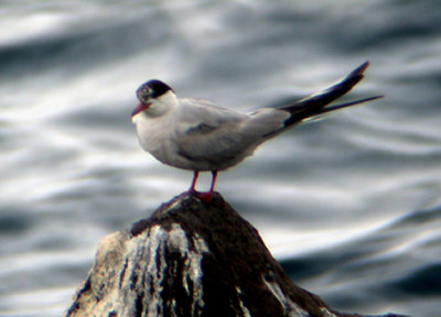  COMMON TERN . LIDO . NR FUNCHAL . MADEIRA . 30 / 8 / 2002