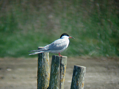  COMMON TERN . LODMOOR . WEYMOUTH . DORSET . 12 . 5 . 2008