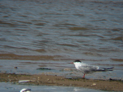  COMMON TERN . DAWLISH WARREN . DEVON . 27 . 8 . 2008
