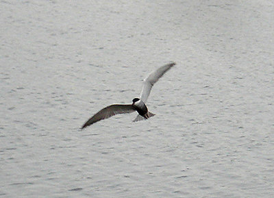 WHISKERED TERN . RADIPOLE . WEYMOUTH . DORSET . 5 . 5 . 2008