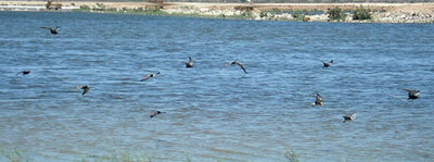 ( American ) BLACK TERN . THE RED HILL MARINA . THE SALTON SEA . CALIFORNIA . USA . 19 . 7 . 2009
