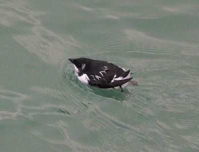 LITTLE AUK . BERRY HEAD . DEVON . 2 . 12 . 2009