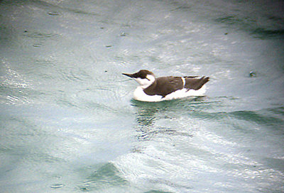  GUILLEMOT . BERRY HEAD . DEVON . 2 . 10 . 2006