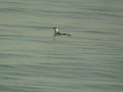 LONG-BILLED MURRELET . DAWLISH WARREN . DEVON . 7 . 11 . 2006