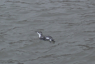 LONG-BILLED MURRELET , DAWLISH , DEVON , 13 , 11 , 2006