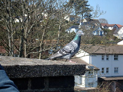 FERRAL PIGEON . YOUNGS PARK . GOODRINGTON . DEVON . 1 . 4 . 2009