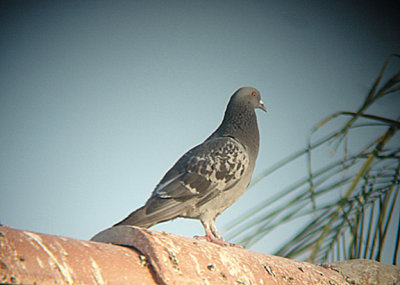 ROCK DOVE . LA QUINTA . CALIFORNIA . USA . 23 . 7 . 2009